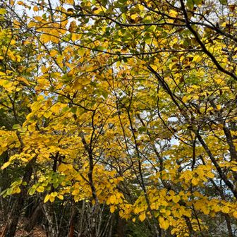 上の方では紅葉も始まって、いい季節になってきたー
