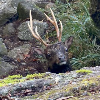ふえー😂首だけでびっくりしたー！
屋久鹿くんが覗いてました🦌