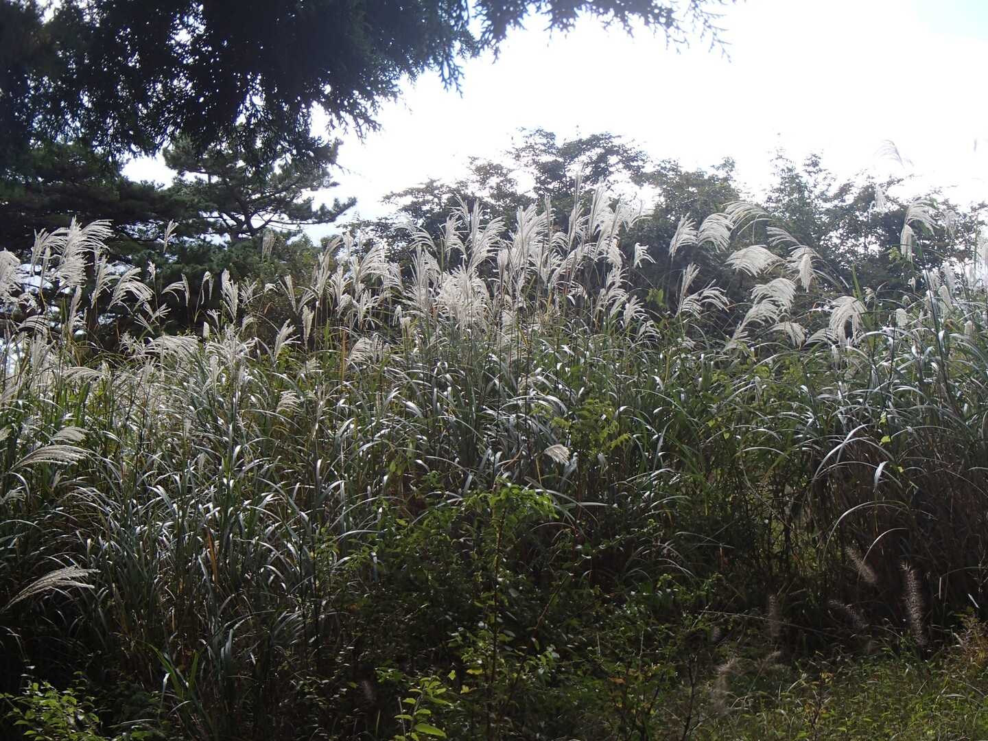 櫟山の写真
