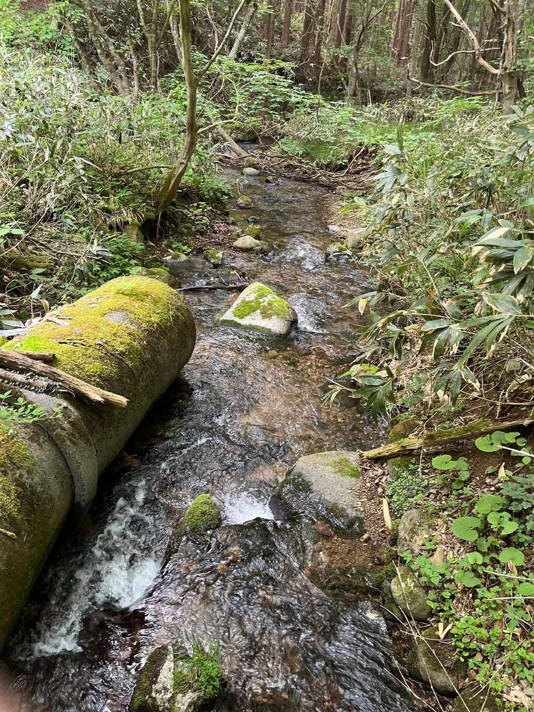 鶏峠-笠ヶ森山 往復コースの写真