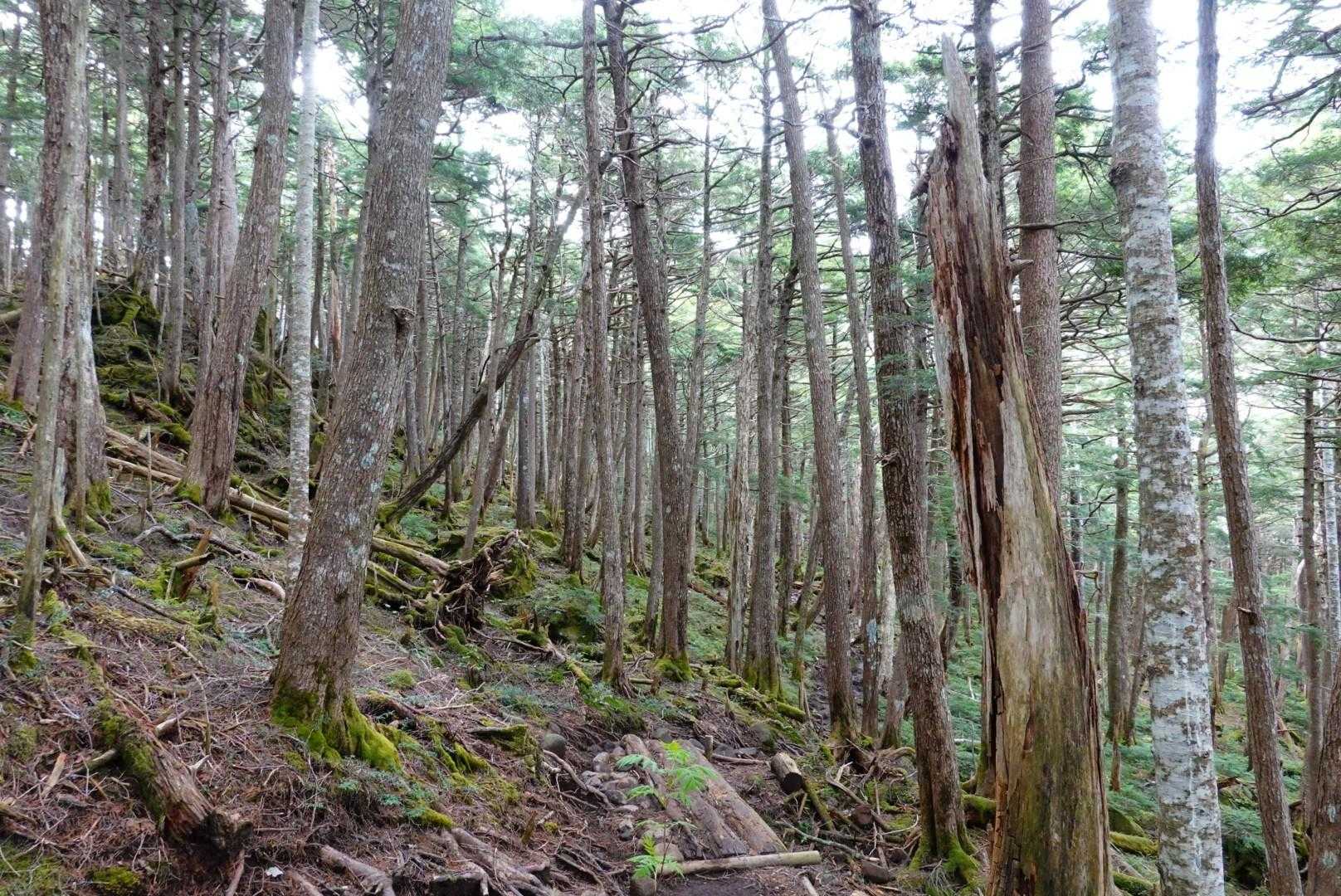 木の根と丸太橋が滑って歩きにくくて