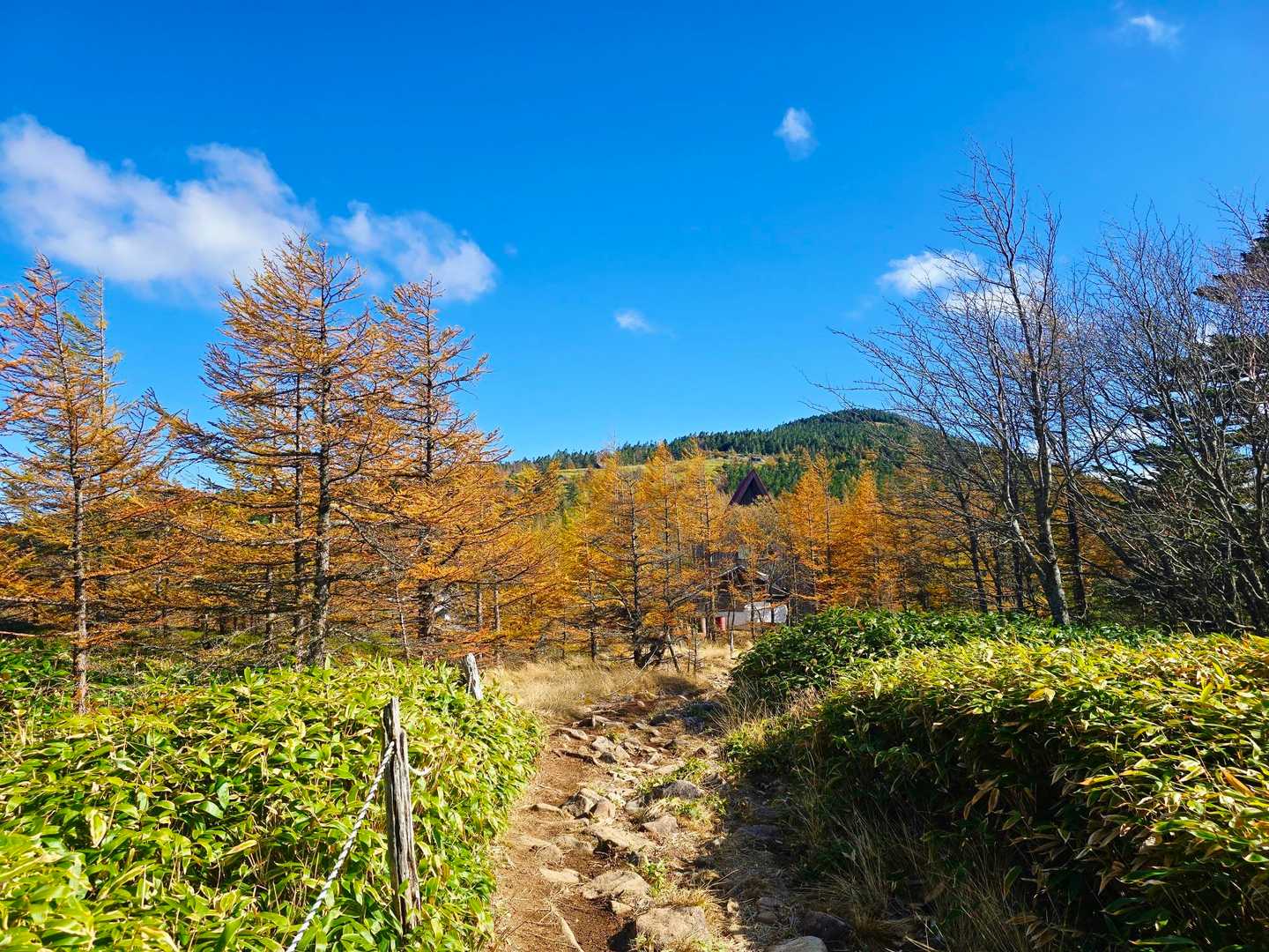 登山口がこっそり紅葉してたー！
🍂🍁