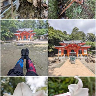 イグチ科のキノコ🍄。変色済？

危なく踏んでしまうところでした。子マムシ🐍。

中山寺奥之院。
今日は、登拝100回達成前祝いなので、ここで下山。

タカサゴユリ。