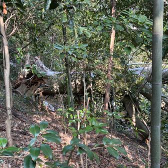 巨木が倒れている、、