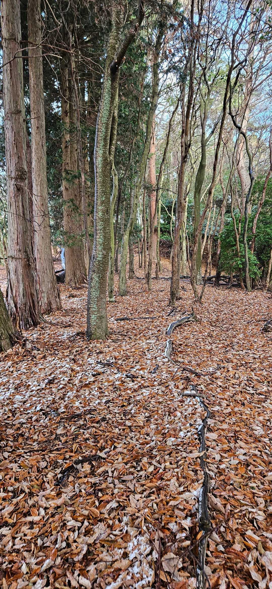 鉢伏山-明ヶ田尾山 往復コースの写真