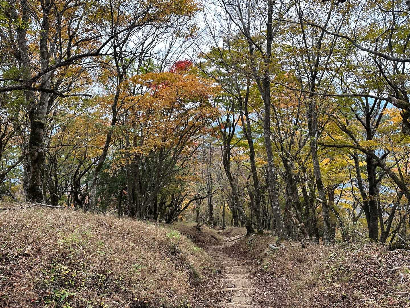下りも紅葉が綺麗にゃ