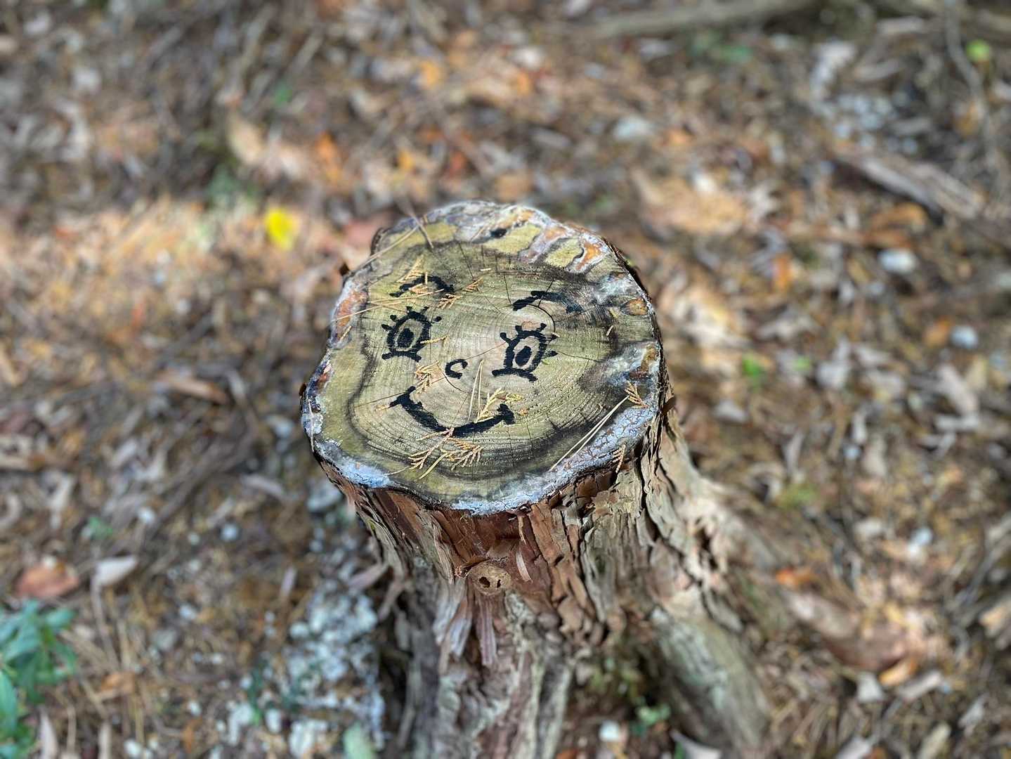 平成山-高曝山 周回コースの写真