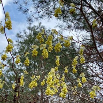 ググったらヒュウガミズキだと