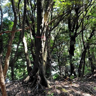この辺りが5座目観音寺城山ピーク
