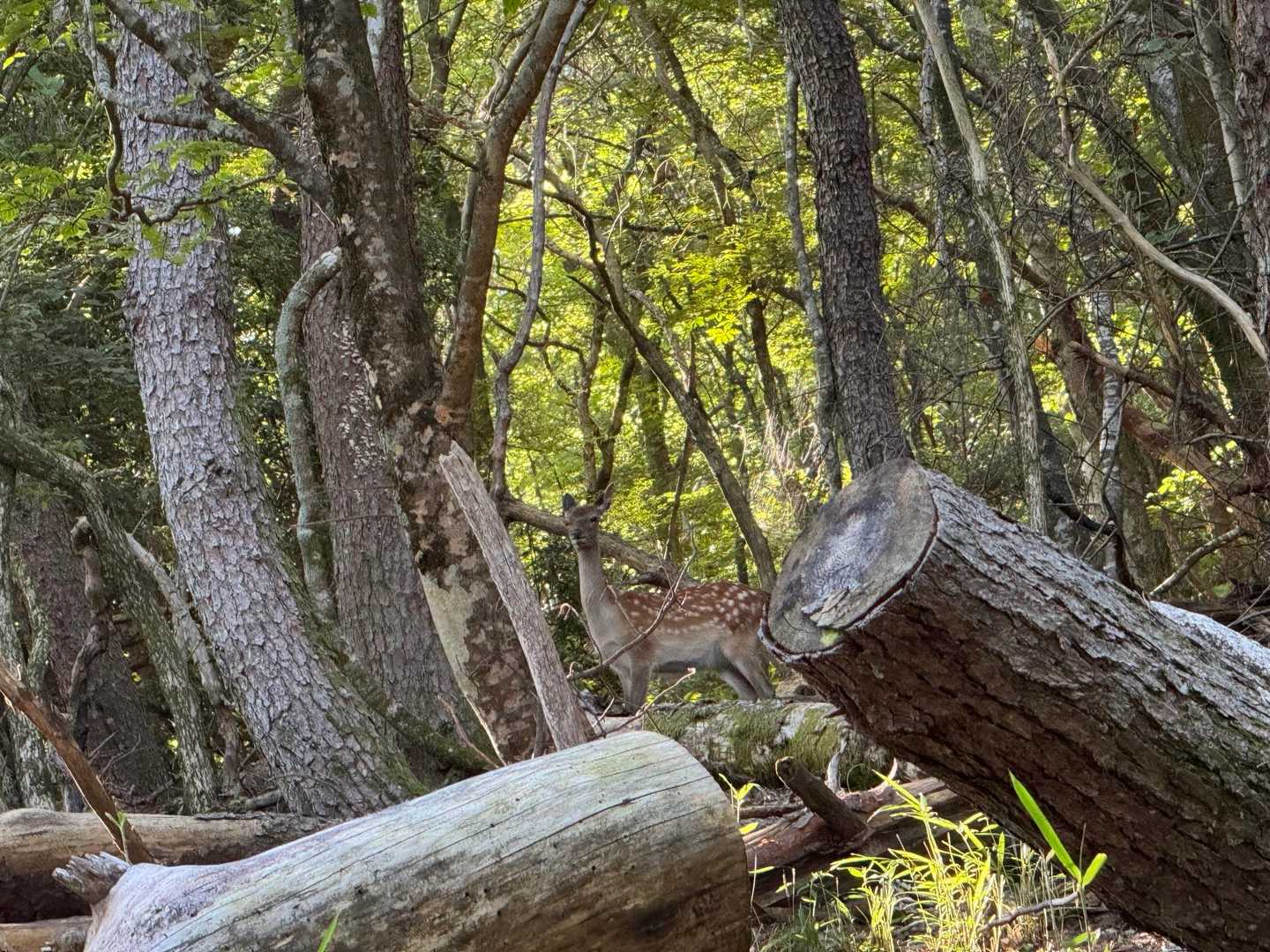 合野越の近くにも鹿が…