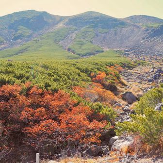 三本滝へ向けて谷筋を下ります🐾
岩が大きくて大変ー💦

ナナカマド(七竈)が谷側ばかり🍂
水を好む植物なんですね💡

体験学習🌳楽しい〜☺️