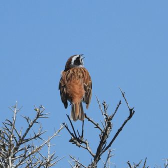 頂上台地が縄張りホオジロ元気いっぱい「イッピツケイジョウツカマツリソウロウ」