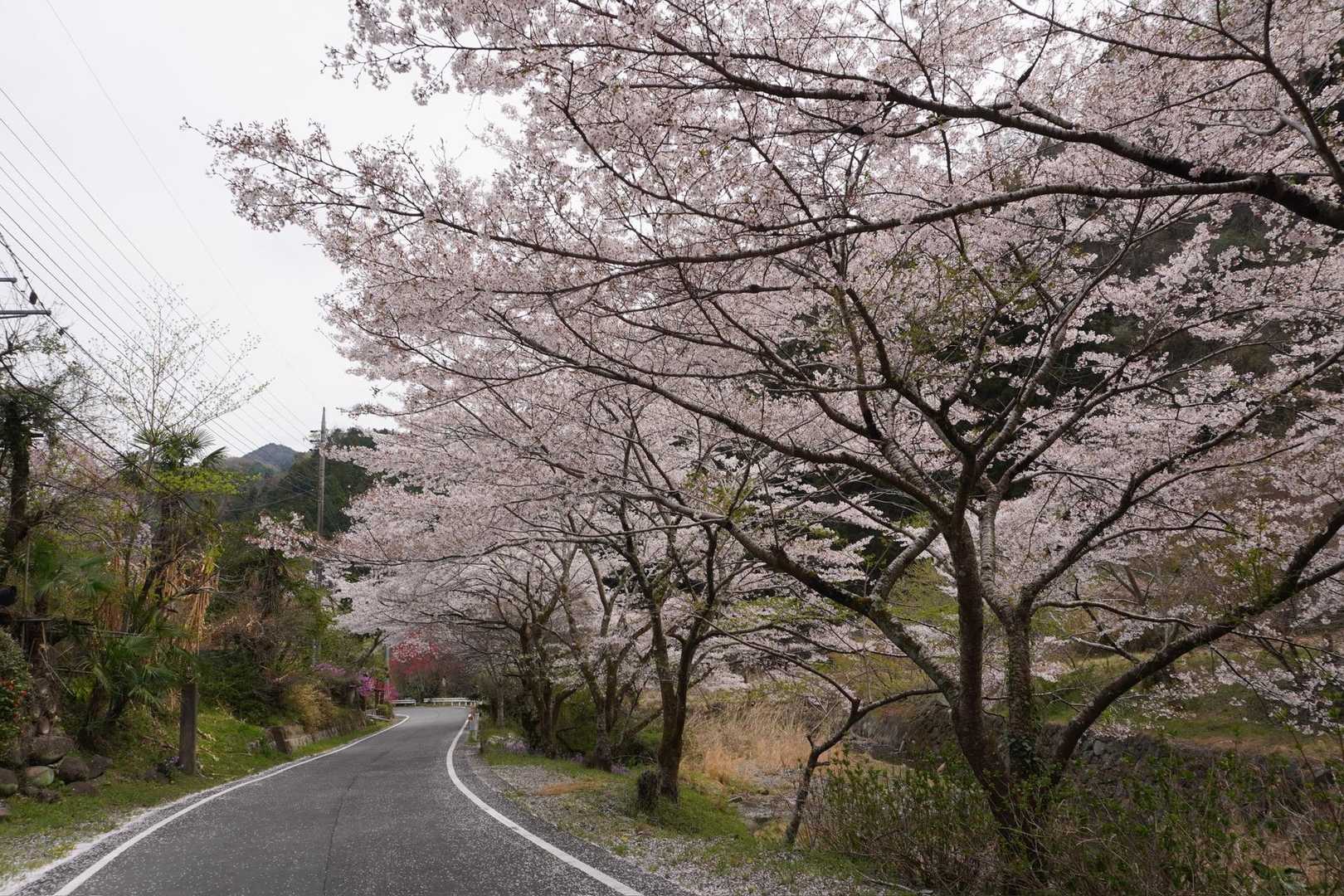 沢沿いのアス道をずっと歩いて戻ります