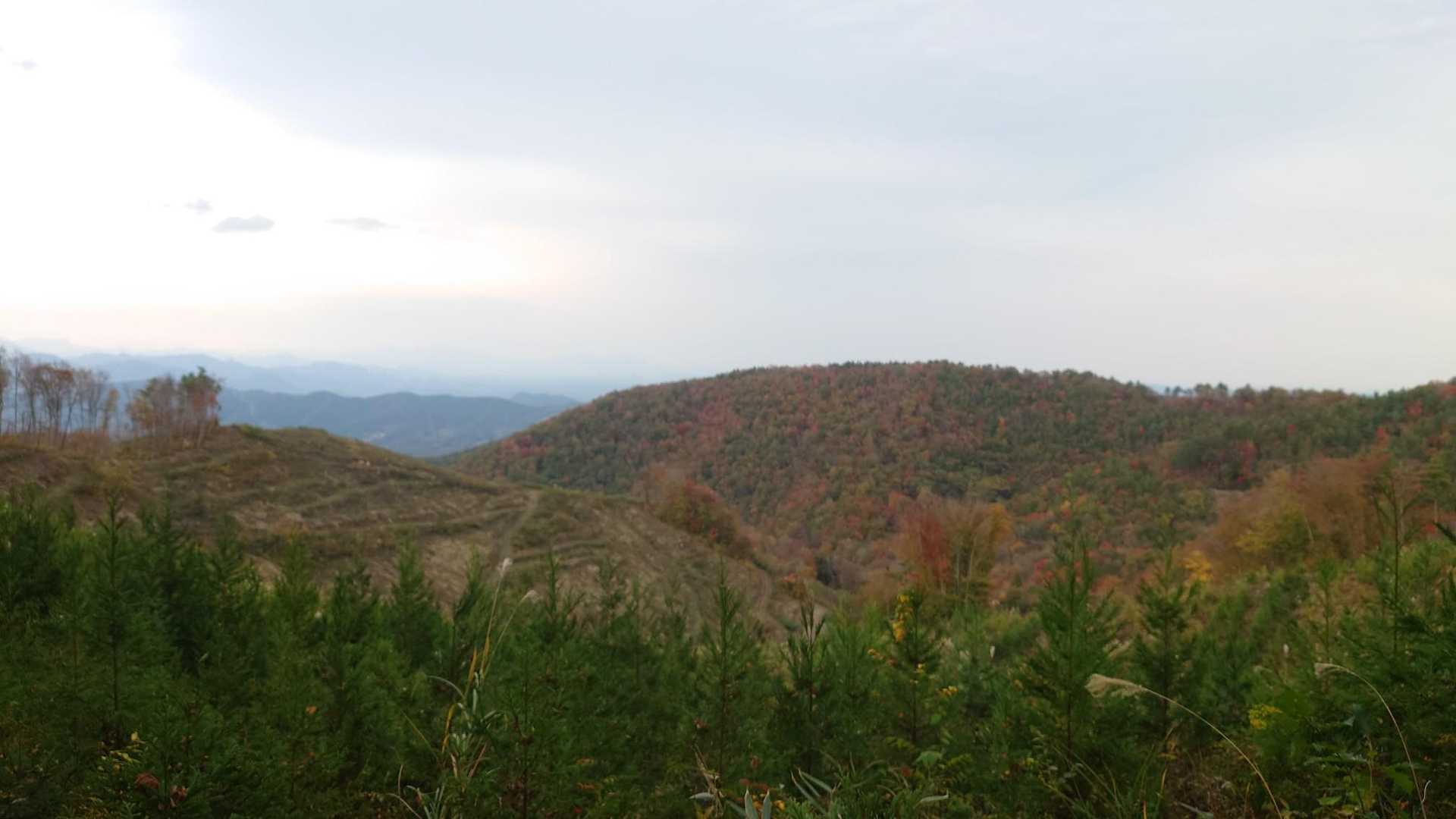 青麻山登山口-あけら山-青麻山 往復コースの写真