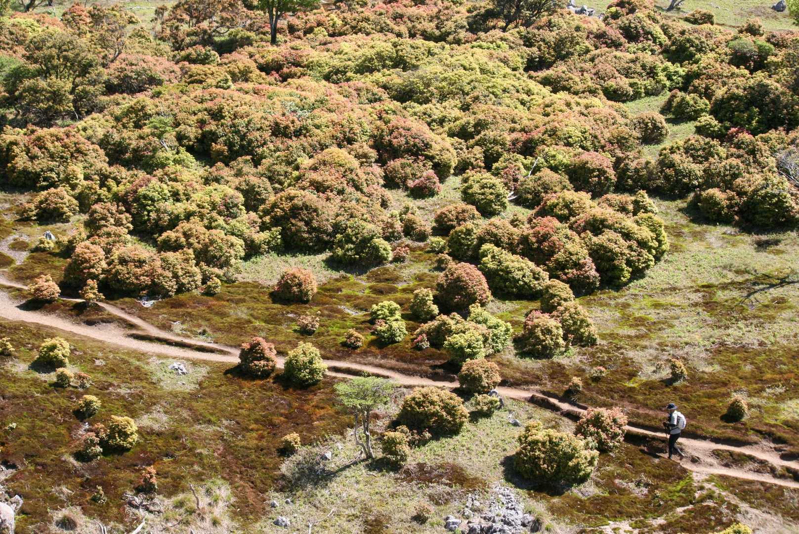 藤原岳登山口-藤原岳-天狗岩-頭陀ヶ平 往復コースの写真