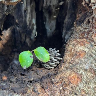 マツボックリと何かの🌱