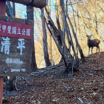 その後白岩山→前白岩山と進んでお清平に到着😆
鹿さんが出迎えてくれました🦌