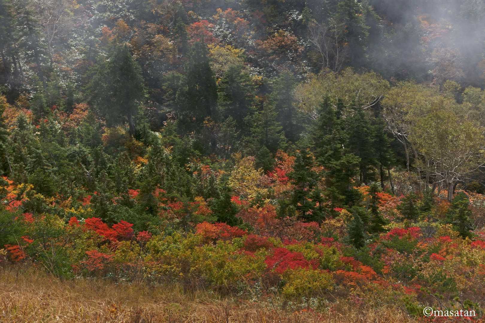 紅葉②