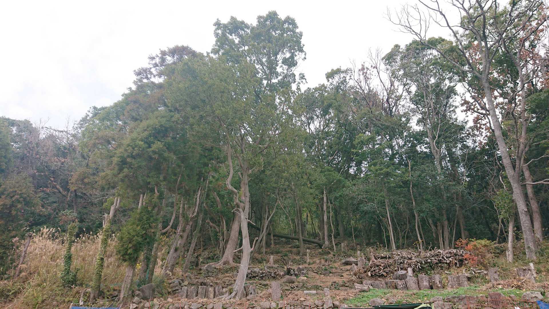 登ってきた、十郎岳