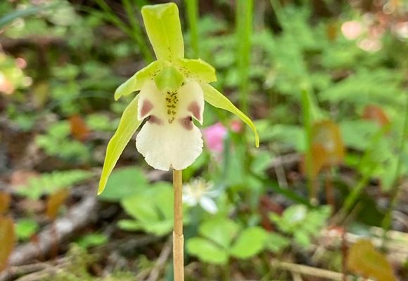 やまちゃん やまちゃん65｜長野県の登山記録 | YAMAP / ヤマップ