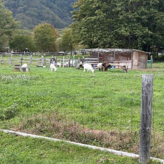 ヤギ🐐、羊🐑