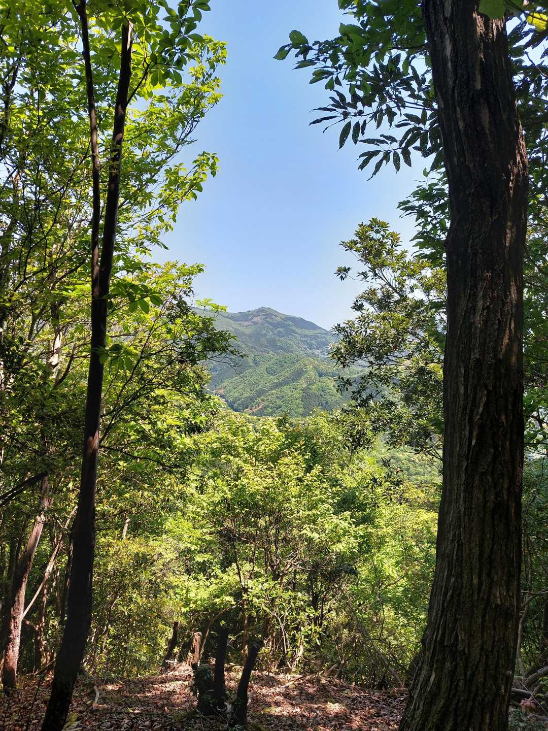 途中から赤岩山方面