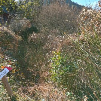 西側の登山口。