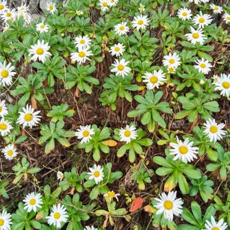 ハマギク🌼浜の植物は葉とかの特徴が違う
