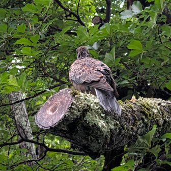 山鳩