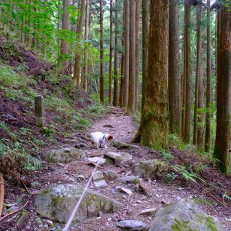 十五丁目辺りから山道になります