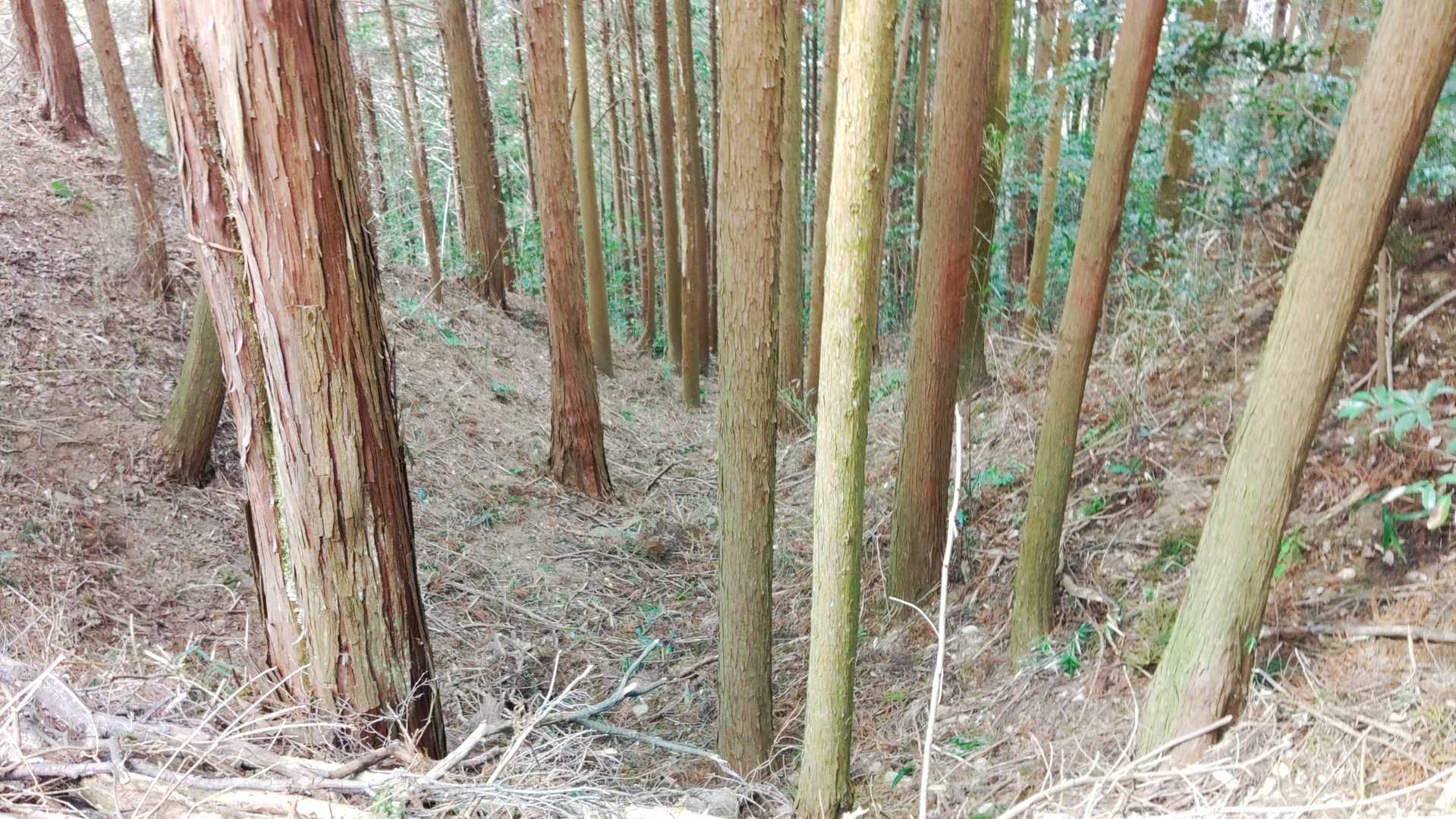 主郭を下ります。堀切⑨でしょうか。