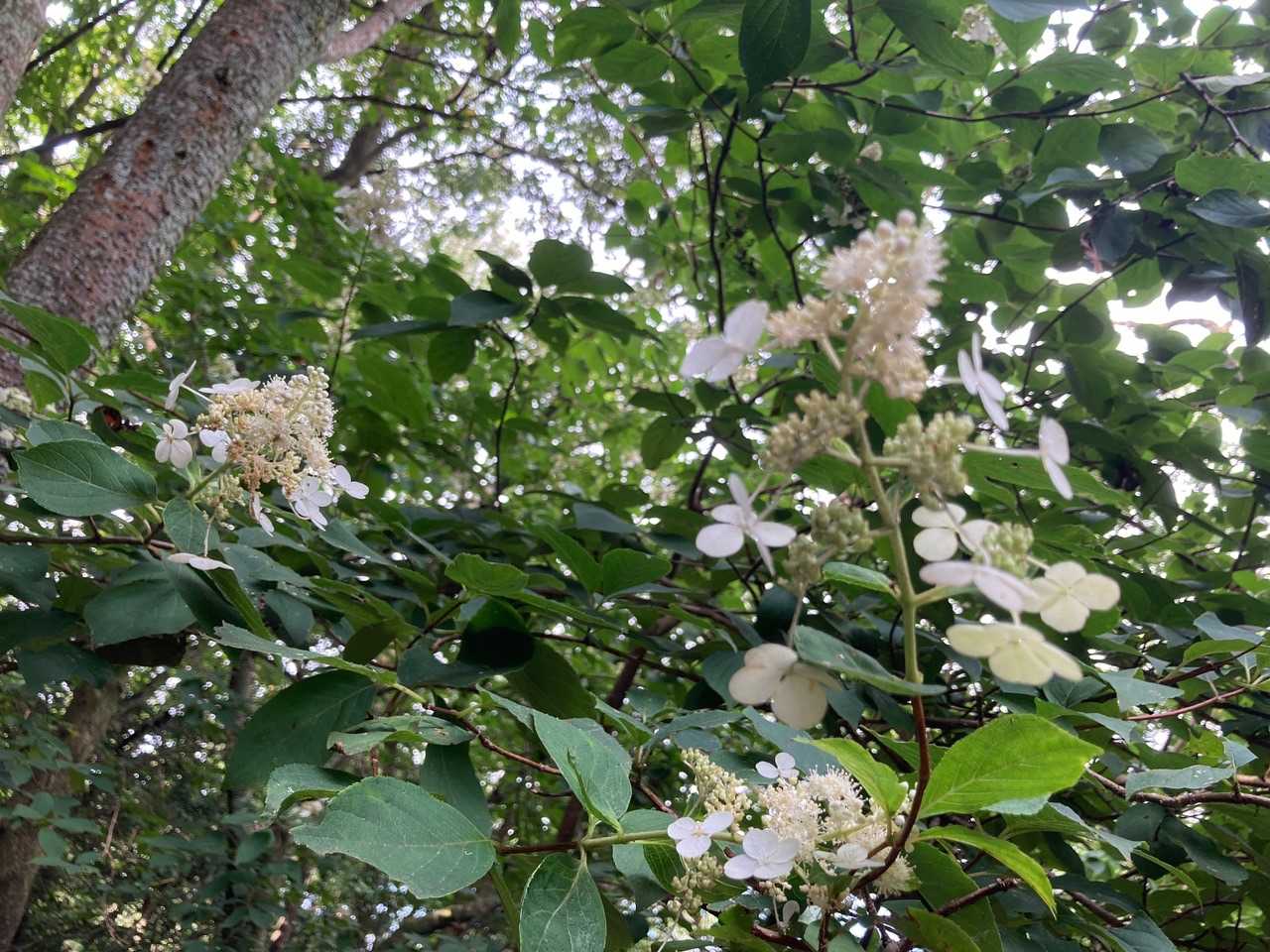 本日出会った二つ目の花。