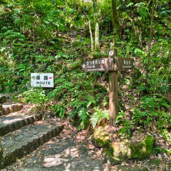 ２日目
白谷雲水峡へ
昔弥生杉に行ったけど、今は落雷でないらしい