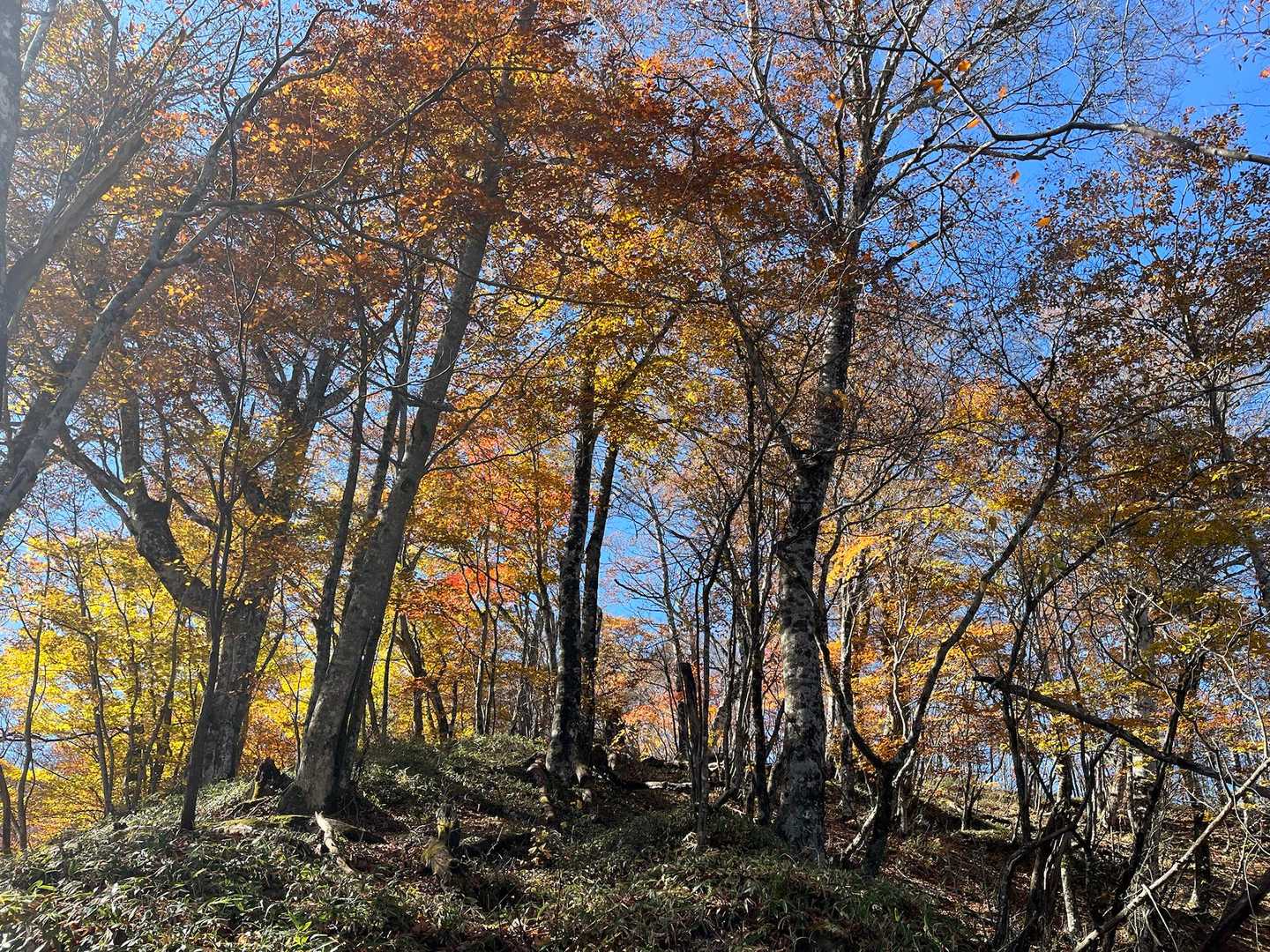 山頂付近は終盤か落葉してた🍂