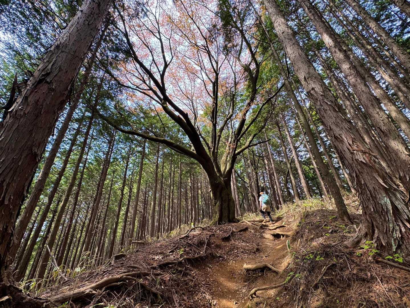 長老の木