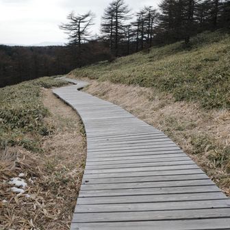 綺麗な木道。整然と並びすぎてて、歩くと目がチカチカする。