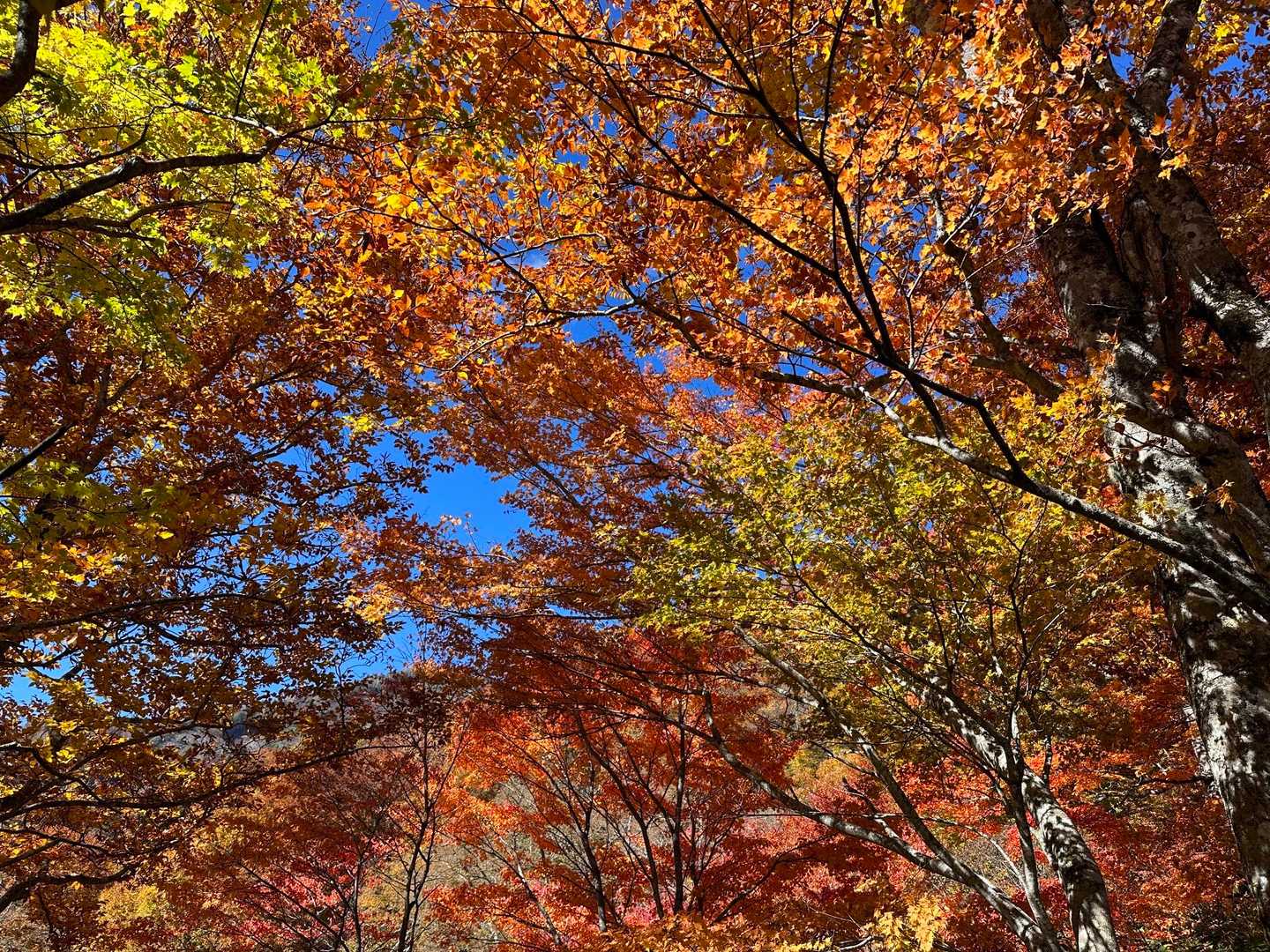 【周回】 高妻山（戸隠キャンプ場）の写真