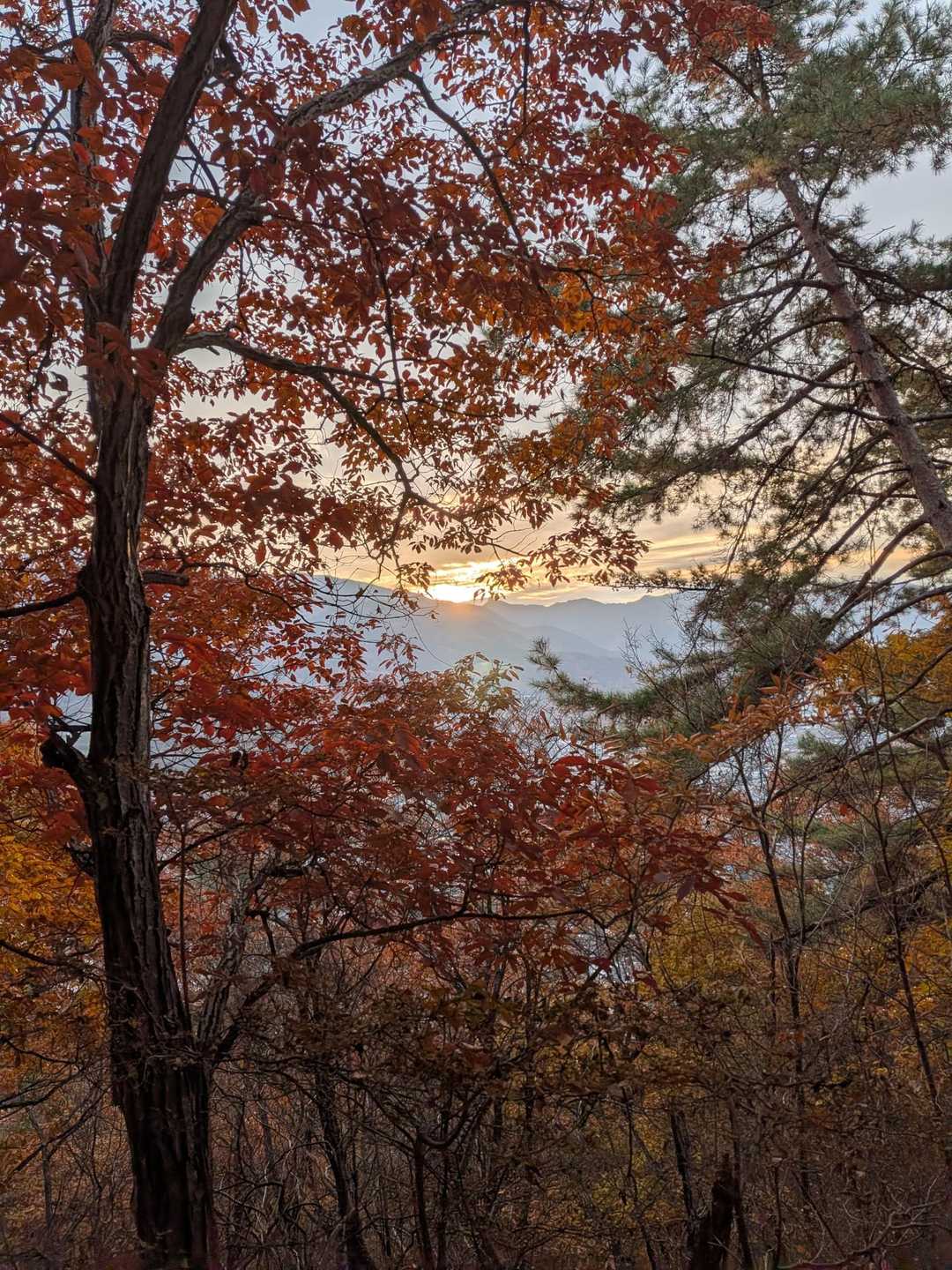 紅葉と日の出🌄