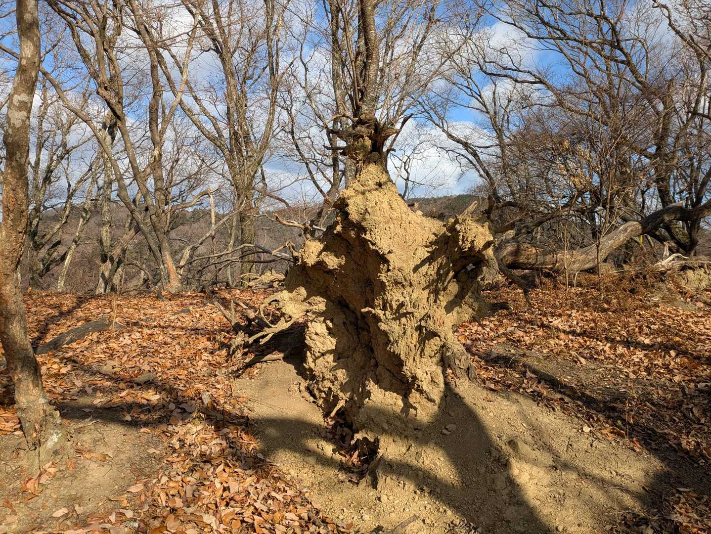 がお〜🦖