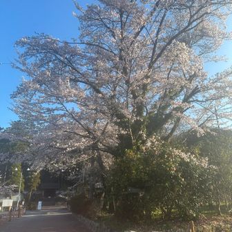 雲興寺の桜最高〜