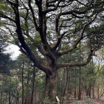 ホルトの木🌲大樹の森の木と似てる