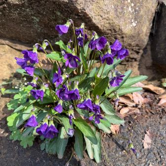 これが本当のスミレらしいです