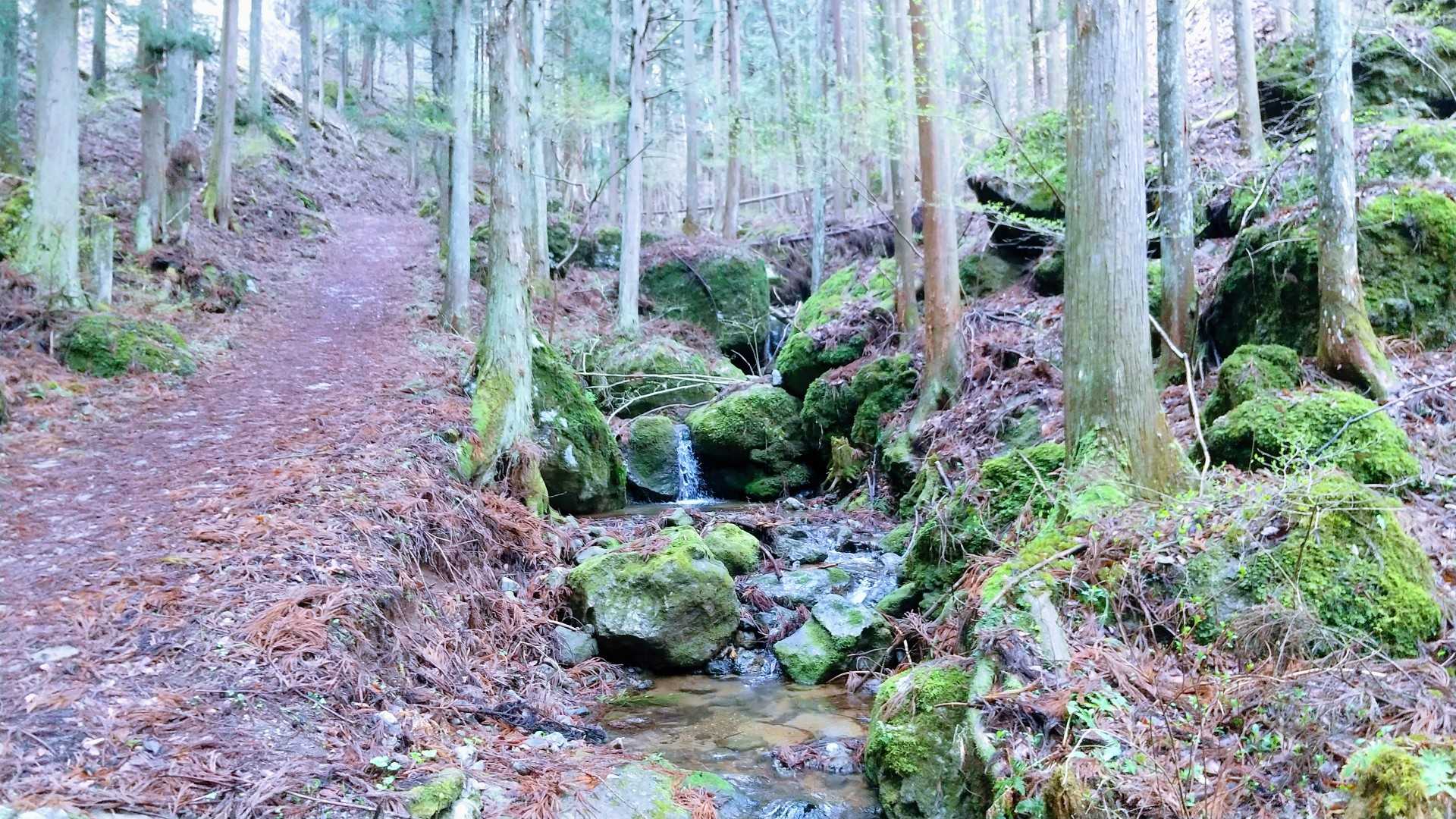 沢沿いの登山道をしばらく進みます。沢の音を聴きながら気持ちよく歩けます。