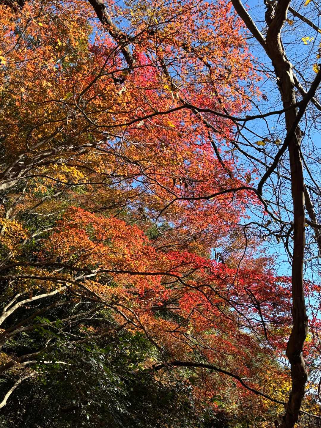 紅葉がきれい！