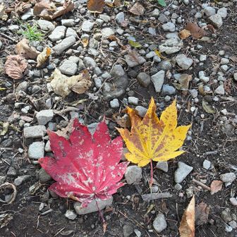 誰かが並べたのかな🍁🍁