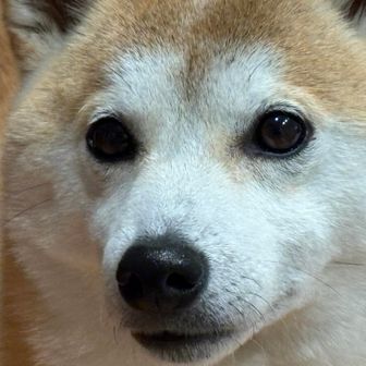 おにぎりとうさん