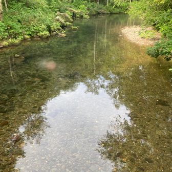 川の水は凄く透明