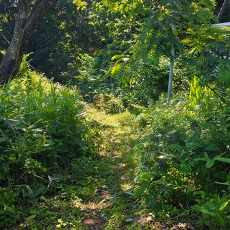 下山は巻き道で
