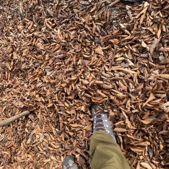 ふかふかの落ち葉の絨毯。
ここ下るんよね、足場が分からないの怖いな。