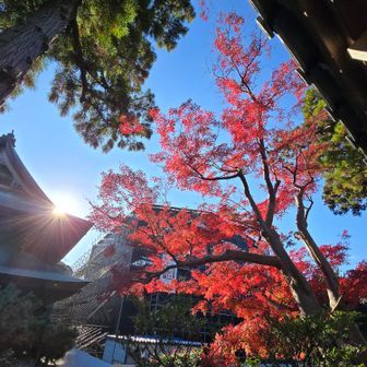 トイレ出たらキレイなもみじ🍁